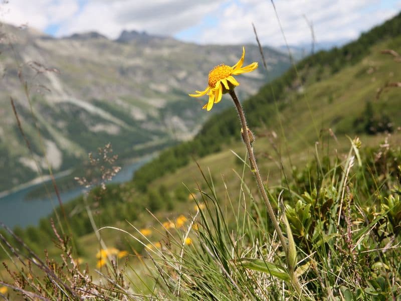Arnica Hero